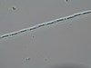 Photo of Pseudo-nitzschia spp. (large-celled)
